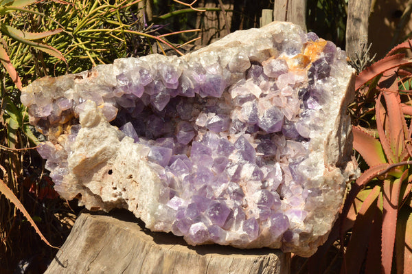 Natural XXL Jacaranda Amethyst Crystal Geode / Vug Specimen  x 1 From Mumbwe, Zambia - TopRock