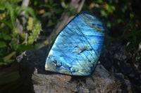 Polished Gorgeous Flashy Labradorite Standing Free Forms  x 2 From Tulear, Madagascar