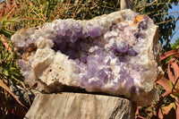 Natural XXL Jacaranda Amethyst Crystal Geode / Vug Specimen  x 1 From Mumbwe, Zambia - TopRock