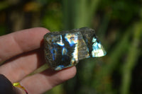 Polished One Side Polished Labradorite Slices  x 12 From Tulear, Madagascar - Toprock Gemstones and Minerals 