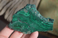 Polished Flower Banded Malachite Slices  x 6 From Congo - Toprock Gemstones and Minerals 