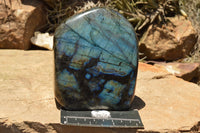 Polished Labradorite Standing Free Forms With Intense Blue Flash x 2 From Sakoany, Madagascar - TopRock