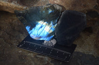 Polished One Side Polished Labradorite Slices  x 12 From Tulear, Madagascar - Toprock Gemstones and Minerals 