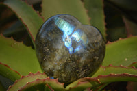 Polished  Puffy Labradorite Gemstone Hearts  x 2 From Tulear, Madagascar