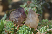 Polished Single Window Amethyst Crystals x 20 From Ankazobe, Madagascar