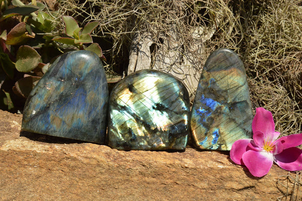 Polished Labradorite Standing Free Forms With Intense Blue & Gold Flash x 3 From Sakoany, Madagascar - TopRock