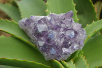 Natural Dark Purple Amethyst Clusters  x 3 From Mapatizya, Zambia - TopRock