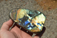 Polished Labradorite Standing Free Forms With Intense Blue & Gold Flash x 3 From Sakoany, Madagascar - TopRock