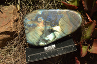 Polished Labradorite Standing Free Forms With Intense Blue & Gold Flash x 3 From Sakoany, Madagascar - TopRock