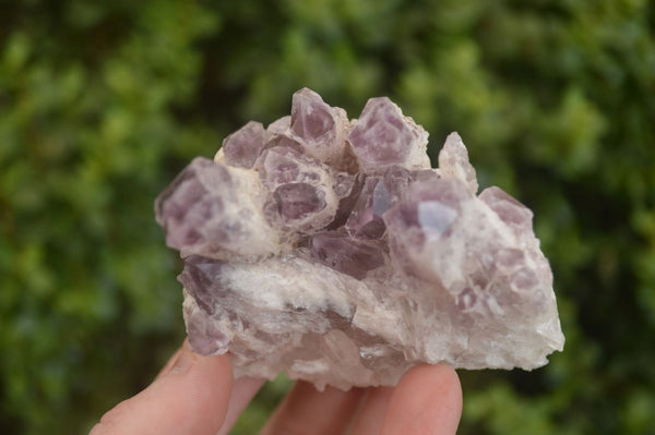 Natural Sugar Amethyst Clusters  x 6 From Solwezi, Zambia