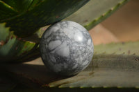 Polished White Howlite Spheres  x 6 From Zimbabwe