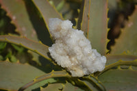 Natural Mixed Spirit Quartz Specimens x 24 From Boekenhouthoek, South Africa