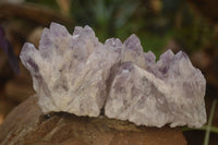 Natural Sugar Amethyst Clusters  x 6 From Solwezi, Zambia