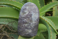 Polished Flash Labradorite & Purple Lepidolite Standing Free Forms  x 2 From Madagascar - Toprock Gemstones and Minerals 