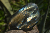 Polished Flashy Labradorite Standing Free Forms  x 2 From Tulear, Madagascar - Toprock Gemstones and Minerals 