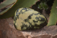 Polished Leopard Stone Free Forms  x 6 From Inyanga, Zimbabwe