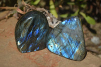 Polished Labradorite Standing Free Forms  x 6 From Tulear, Madagascar