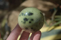 Polished Leopard Stone Spheres (Stone Sealed) x 3 From Zimbabwe - Toprock Gemstones and Minerals 