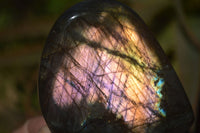 Polished Labradorite Standing Free Forms  x 6 From Tulear, Madagascar