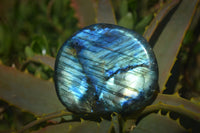 Polished Labradorite Standing Free Forms  x 6 From Tulear, Madagascar