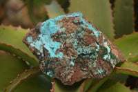 Natural Drusy Coated Chrysocolla & Malachite Specimens x 2 From Likasi, Congo