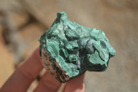 Natural Botryoidal Silky Malachite Specimens  x 5 From Congo