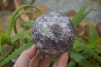 Polished Purple Lepidolite Spheres  x 3 From Madagascar