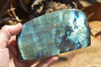 Polished Labradorite Standing Free Forms With Intense Blue & Gold Flash x 3 From Sakoany, Madagascar - TopRock