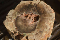 Polished  Petrified Wood Branch Pieces x 2 From Gokwe, Zimbabwe