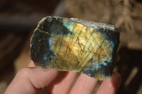 Polished  One Side Polished Labradorite Slices  x 12 From Tulear, Madagascar