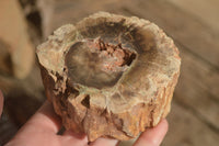 Polished  Petrified Wood Branch Pieces x 2 From Gokwe, Zimbabwe