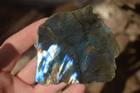 Polished  One Side Polished Labradorite Slices  x 12 From Tulear, Madagascar