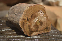 Polished  Petrified Wood Branch Pieces x 2 From Gokwe, Zimbabwe