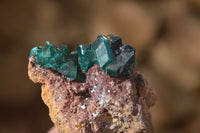 Natural Classic Emerald Dioptase Crystal Specimens  x 2 From Likasi, Congo