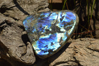 Polished Labradorite Standing Free Forms With Intense Blue & Gold Flash x 3 From Sakoany, Madagascar - TopRock