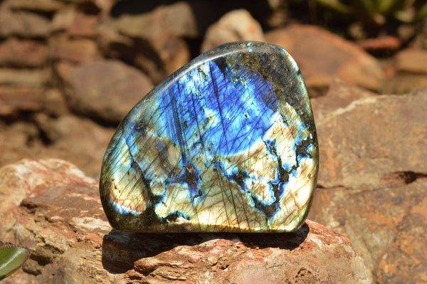 Polished Labradorite Standing Free Forms With Intense Blue & Gold Flash x 3 From Sakoany, Madagascar - TopRock