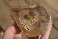 Polished  Petrified Wood Branch Pieces x 2 From Gokwe, Zimbabwe