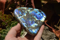 Polished Labradorite Standing Free Forms With Intense Blue & Gold Flash x 3 From Sakoany, Madagascar - TopRock