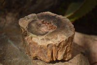 Polished  Petrified Wood Branch Pieces x 2 From Gokwe, Zimbabwe