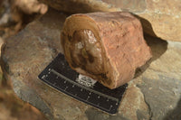 Polished  Petrified Wood Branch Pieces x 2 From Gokwe, Zimbabwe