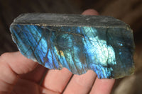 Polished  One Side Polished Labradorite Slices  x 12 From Tulear, Madagascar