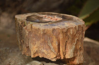 Polished  Petrified Wood Branch Pieces x 2 From Gokwe, Zimbabwe