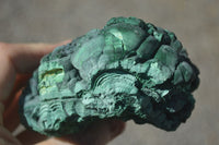 Natural Botryoidal Silky Malachite Specimens  x 5 From Congo