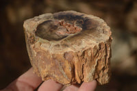 Polished  Petrified Wood Branch Pieces x 2 From Gokwe, Zimbabwe