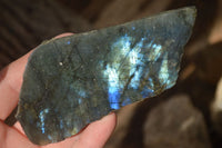 Polished  One Side Polished Labradorite Slices  x 12 From Tulear, Madagascar