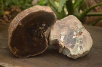 Polished Petrified Wood Branch Pieces x 2 From Gokwe, Zimbabwe