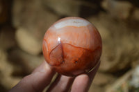 Polished Stunning Carnelian Agate Spheres  x 5 From Madagascar