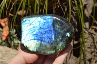 Polished Labradorite Standing Free Forms With Intense Blue & Gold Flash x 3 From Sakoany, Madagascar - TopRock