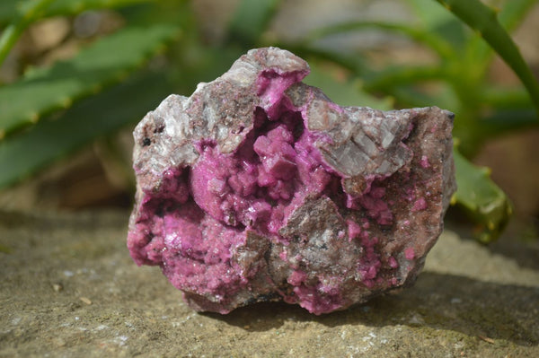 Natural Salrose Cobaltion Dolomite Specimens x 12 From Kakanda, Congo