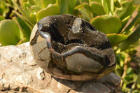 Polished Septerye Sauvage Dragons Egg Geode  x 1 From Mahajanga, Madagascar - TopRock